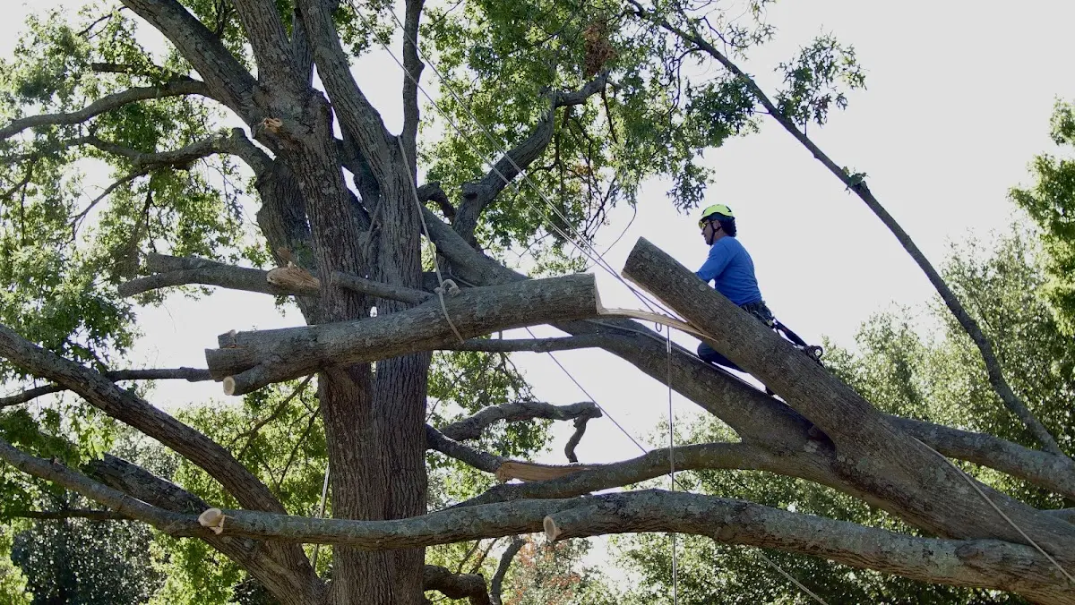 Professional Crown Thinning performed by certified arborists in Lawton