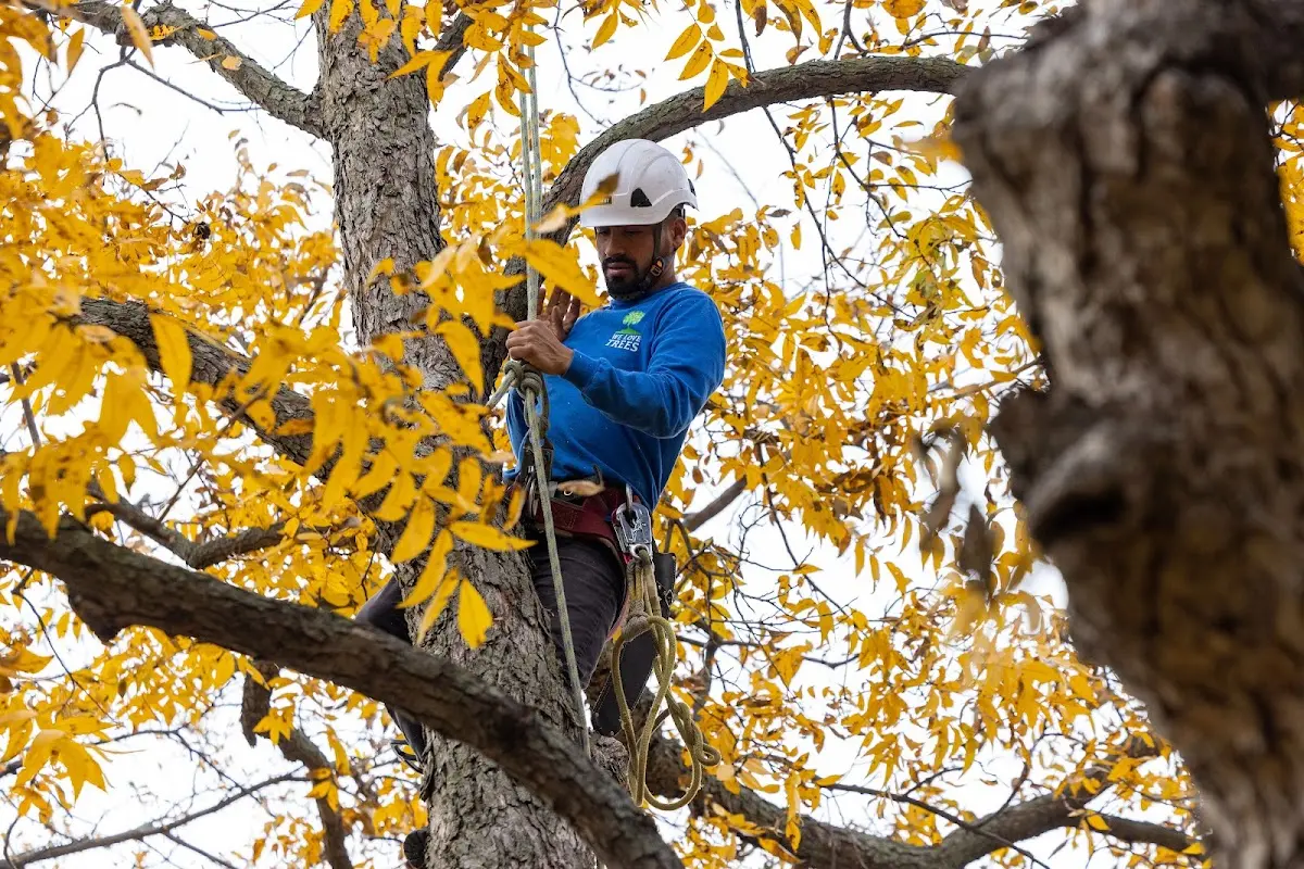 Skilled Tree Pruning crew working in Lawton